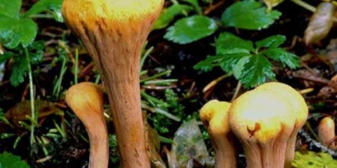 Rog u obliku palice: da li je moguće jesti, fotografija